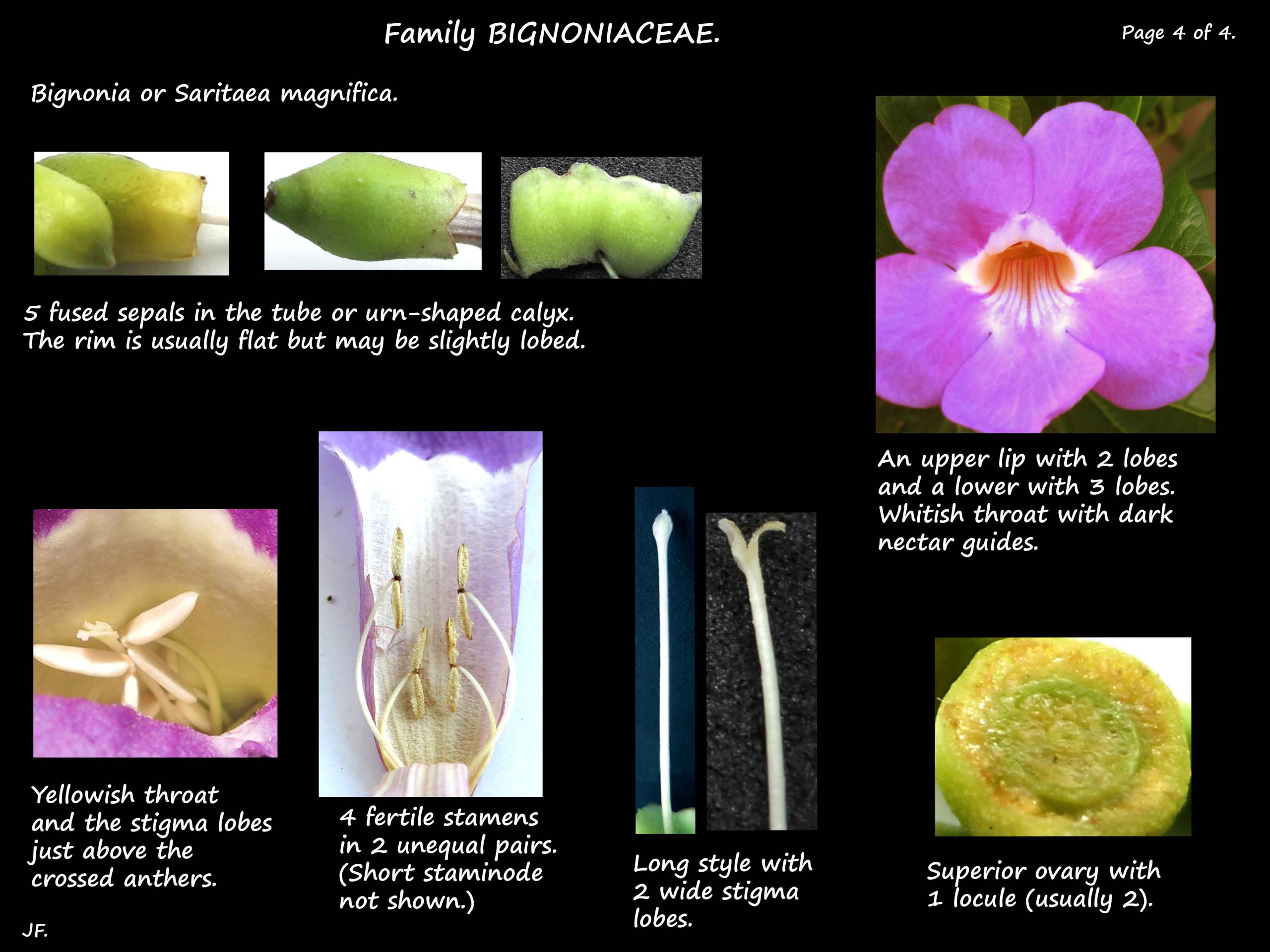 4 Saritaea flower parts